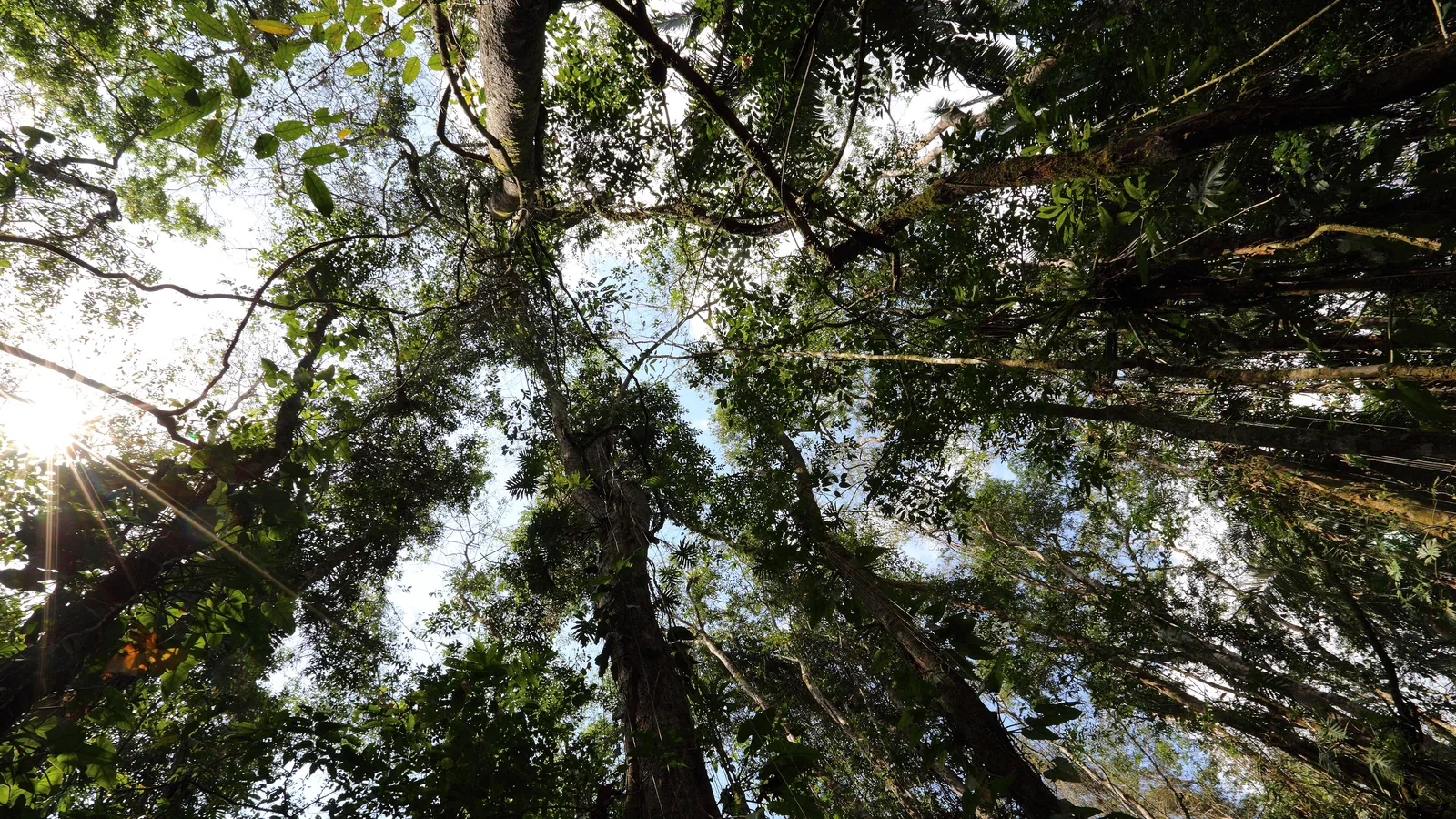 Forested hills and a trail at Cockscomb Basin Wildlife Sanctuary in the Stann Creek District of Belize