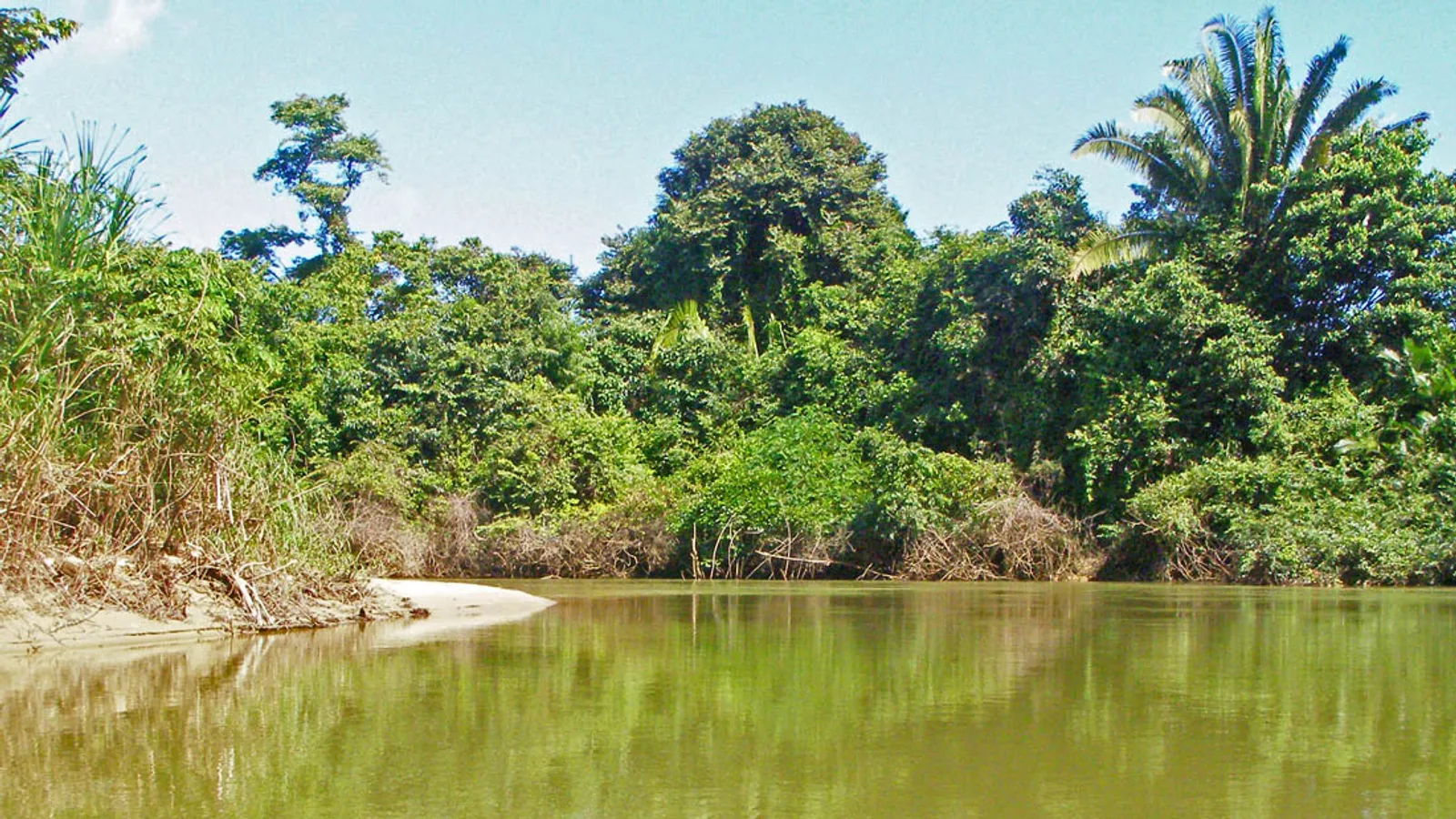 The Monkey River winding through dense riverbank forest near its mouth in southern Belize